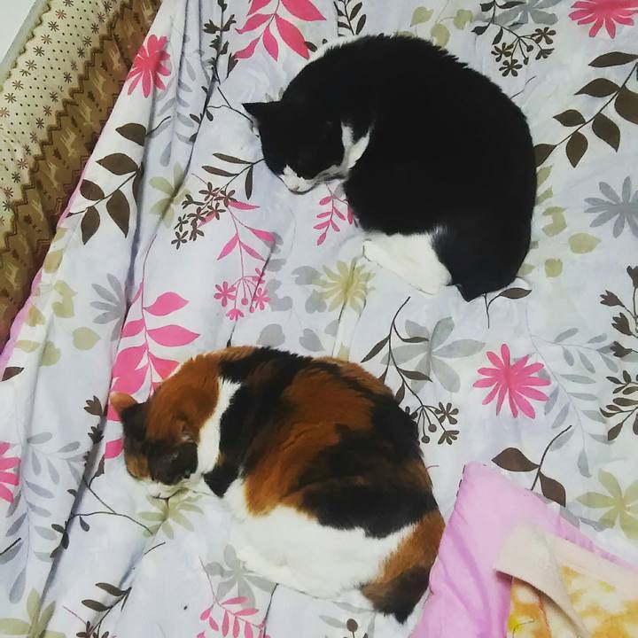 Fabb6606 c4d9 4a0c aa00 f51f597d8162