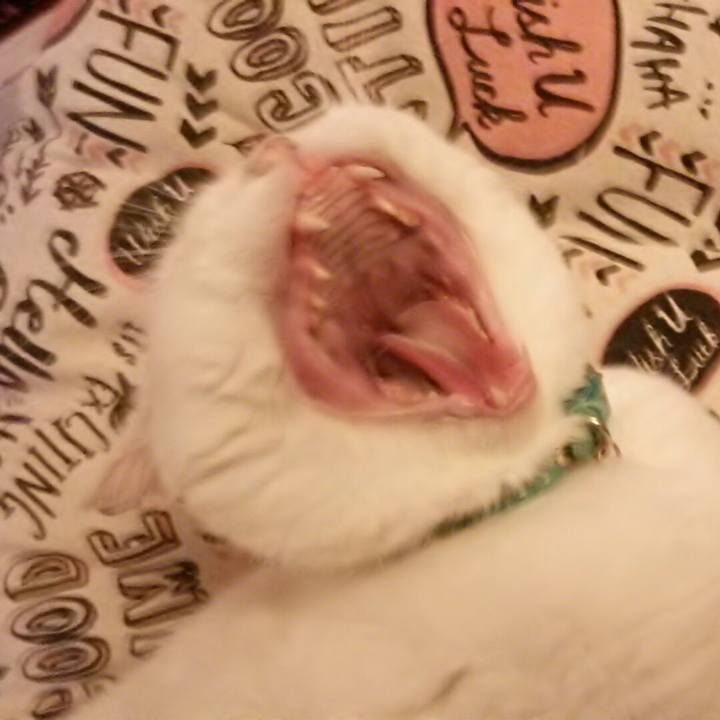 Fabdd81e 8bdd 44fc a1a9 2930b57aeb88