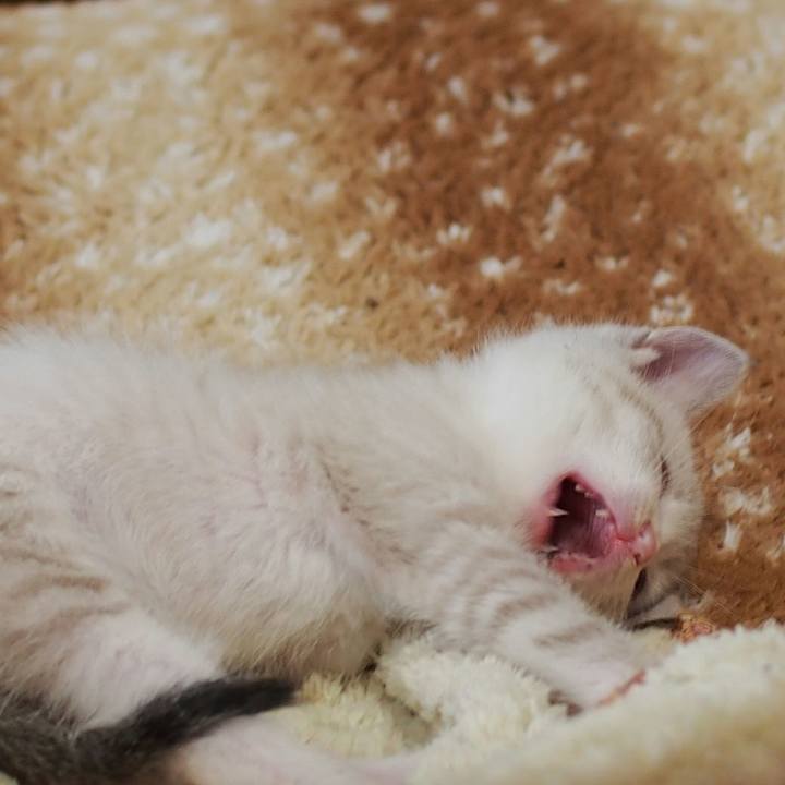 Face8b22 68cf 4815 bdf4 f5aac5eb6b0a