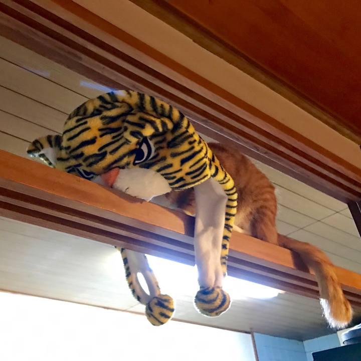 Fadc70bc 90dd 452a 8a19 a6c895e88217