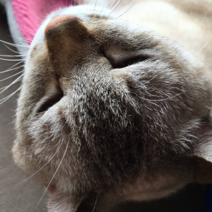 Fadfc7c6 696e 40a2 adcb 59deacd0e694