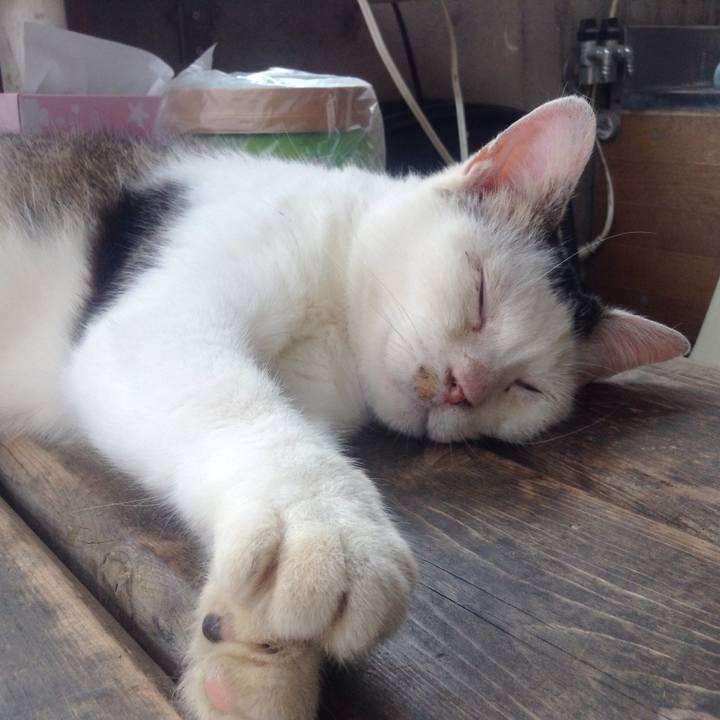 Faf9ce9c 506c 4420 880c a70984971e12