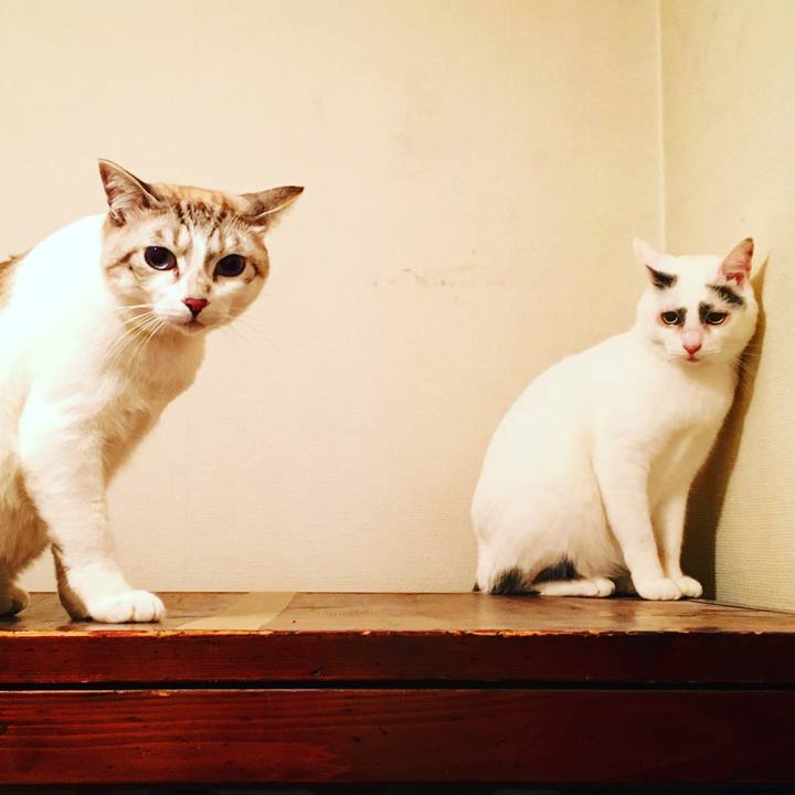 Fafcc41d 195b 454b be47 ece3d528dacd