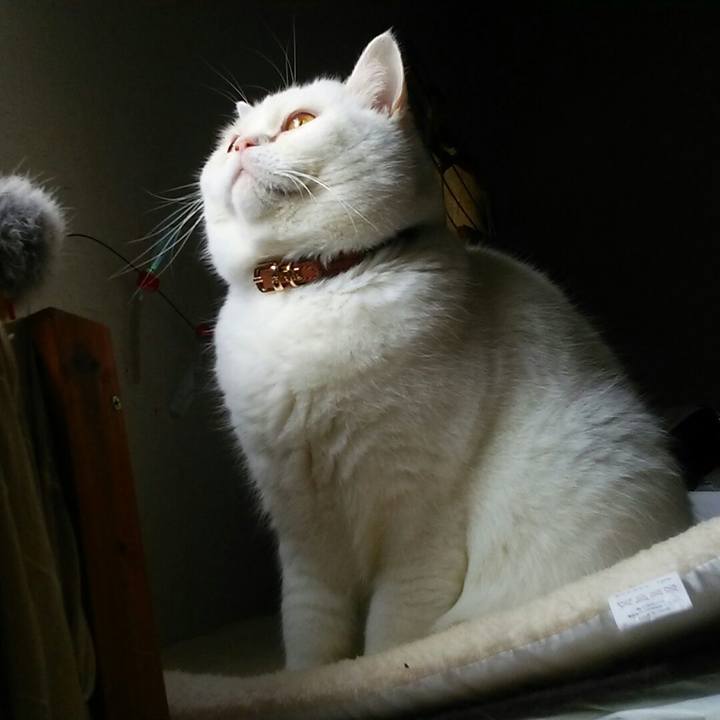 Fb0a9e07 85a6 412e b642 2ace96bea7b8