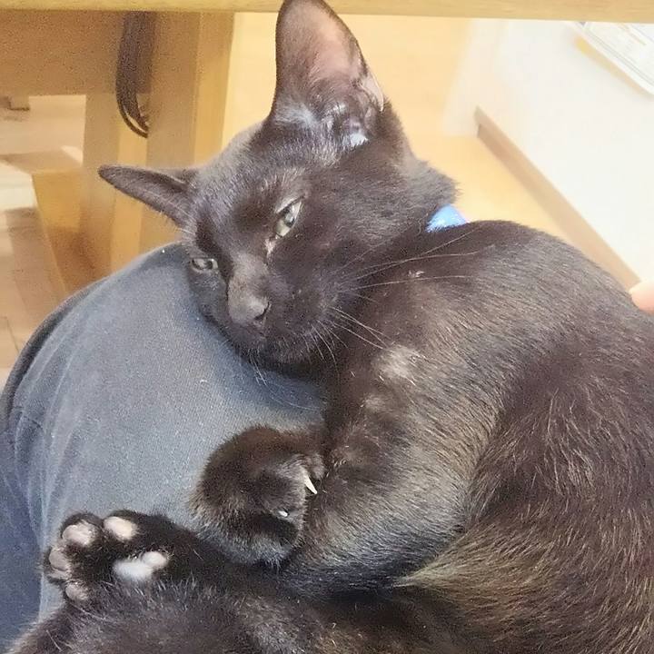 Fb590bdf 8086 40ab a801 b0fef3064ab8