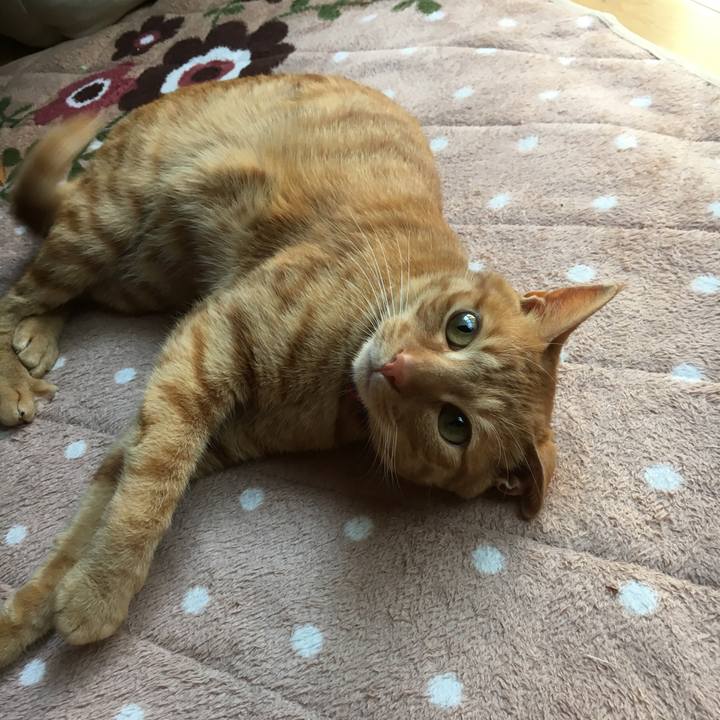 Fb688592 f5ae 4d26 808c c40aa8a3d268