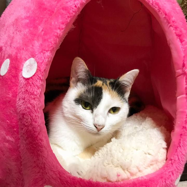 Fbad7289 7d82 463d b030 3107998cc404