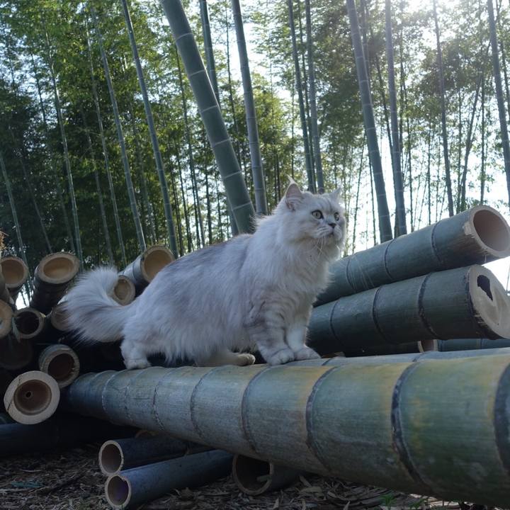 Fbbd677f be88 4d50 8eb4 d921707a5626