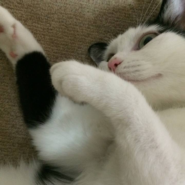 Fbc5cee0 2e0a 4c96 b4d5 cc1b74b0249b