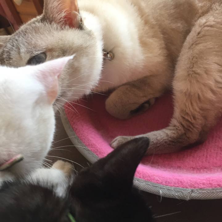 Fbdb2064 e6bc 4a15 9391 4826a491047a