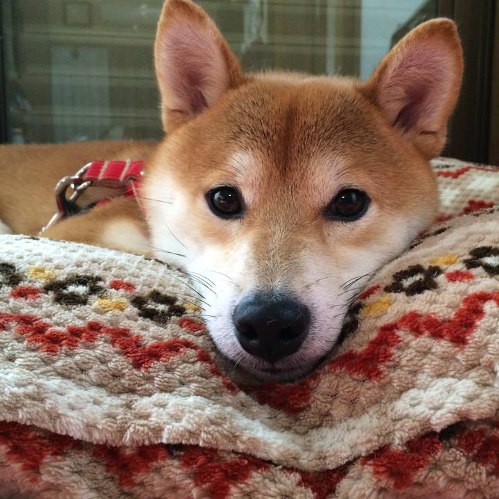 Fbfed429 a788 438a 98c4 e1892ac3f51f