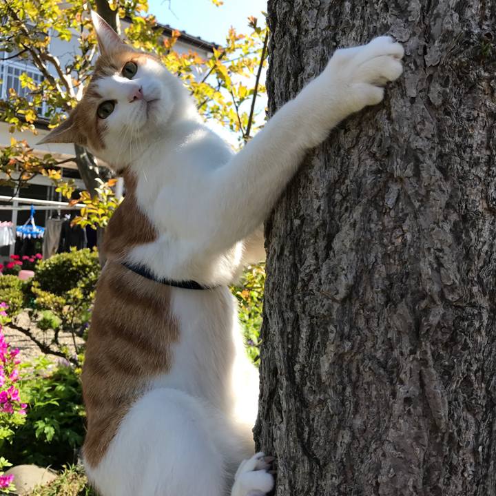 Fc00594e 6bd2 4b7d bacb e45b29b9608b