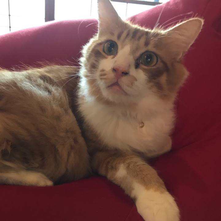 Fc00befa fb0e 423d a095 e4da2266fb54