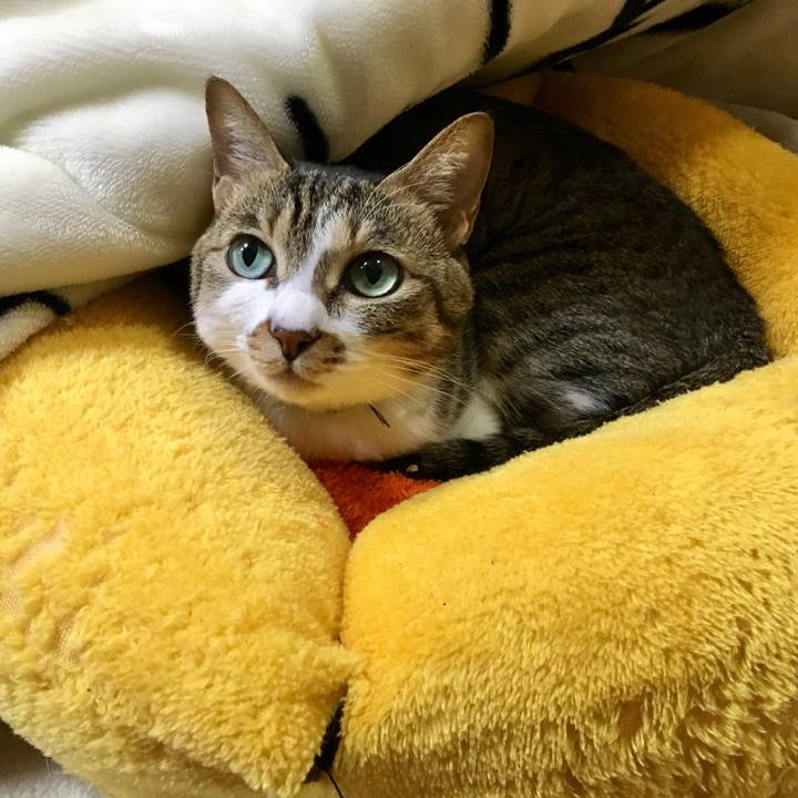 Fc0348f3 9b14 4eb6 ac38 ac9671cb6937