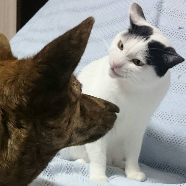 Fc06586e 49b8 4f75 9670 dfdda8851f18