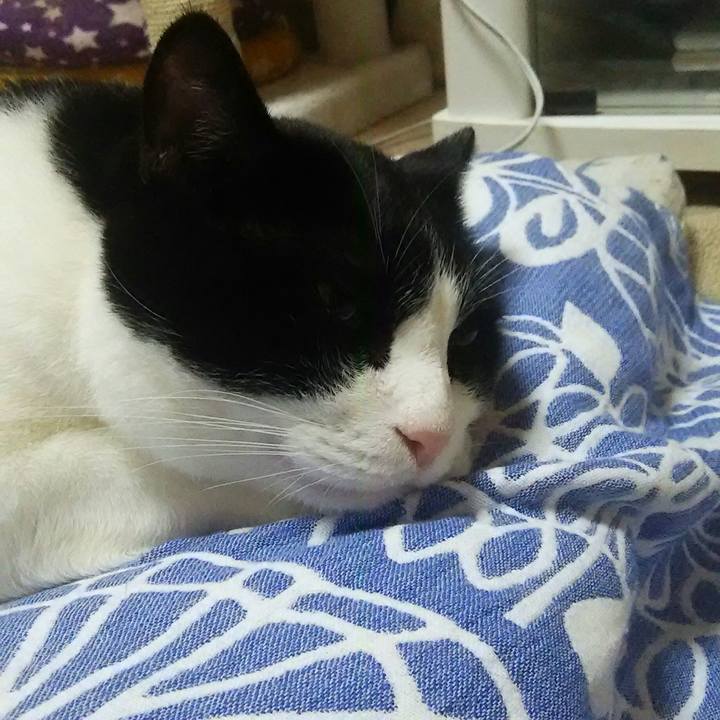 Fc08038e 1ade 47b4 b615 3a391f5c9178