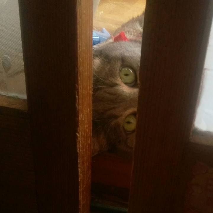 Fc0a425f 474f 435f 9001 dd38c49f948d