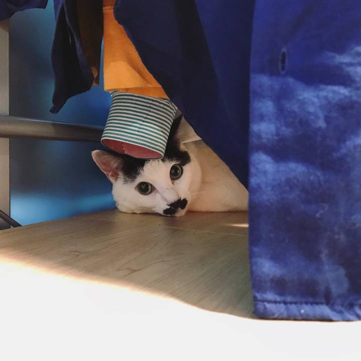 Fc0f86a3 a013 4774 abe7 8e53d68d14b7