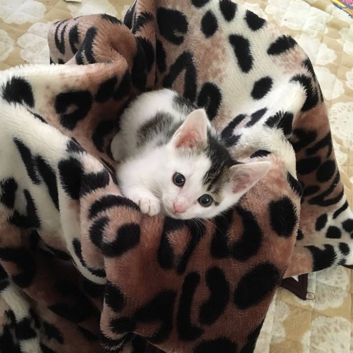 Fc13f0c2 1b8d 4576 8906 cd249b225cb9