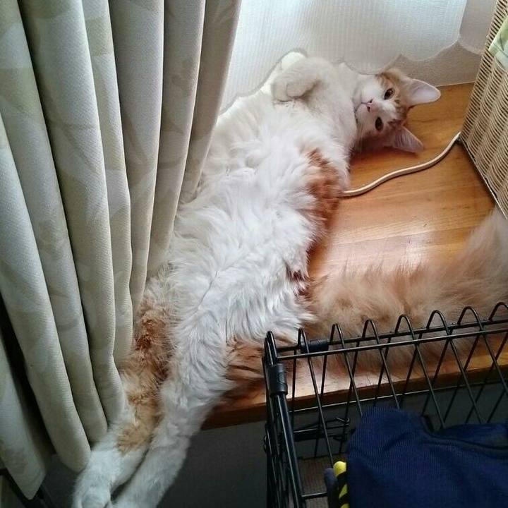 Fc14ce45 80da 406d bf13 5cddfdc903a7