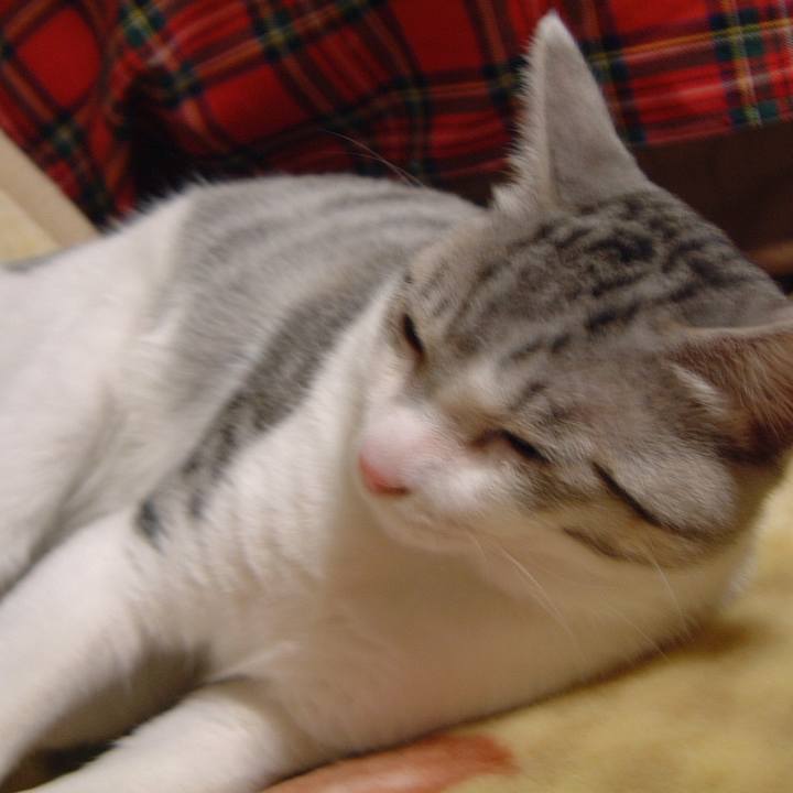 Fc198848 b15d 4e56 a9ee ead55a4846fe