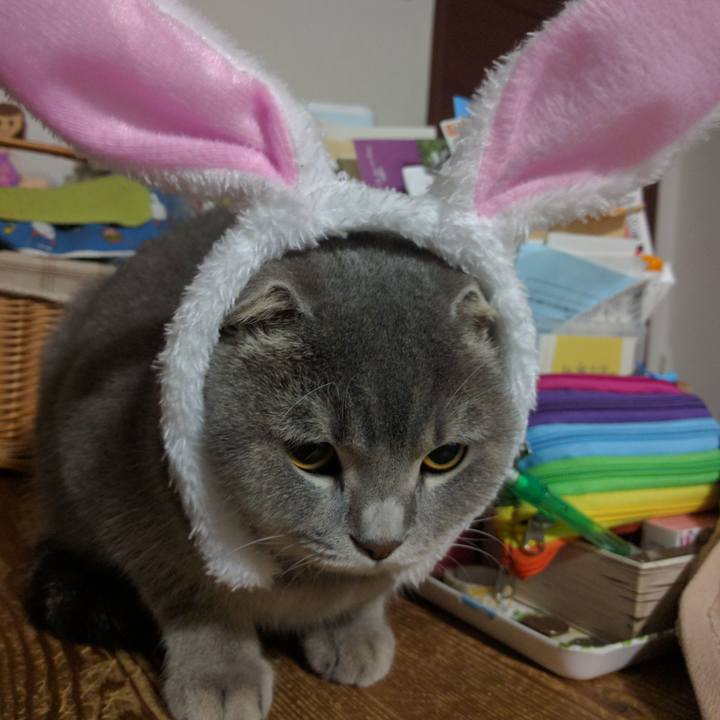 Fc1a8255 13ad 41b6 adfa 99bc02794ae8