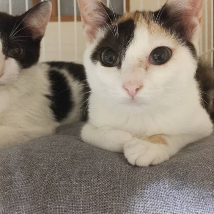 Fc2b57ea 83bf 4241 a547 ab904f70d95b