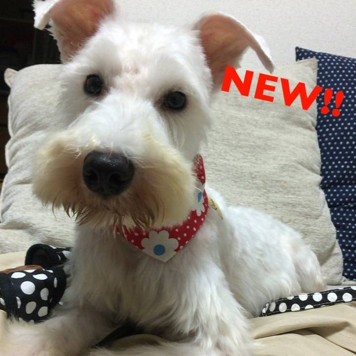 Fc2d91f8 d4dd 4dde 949b d61209888740