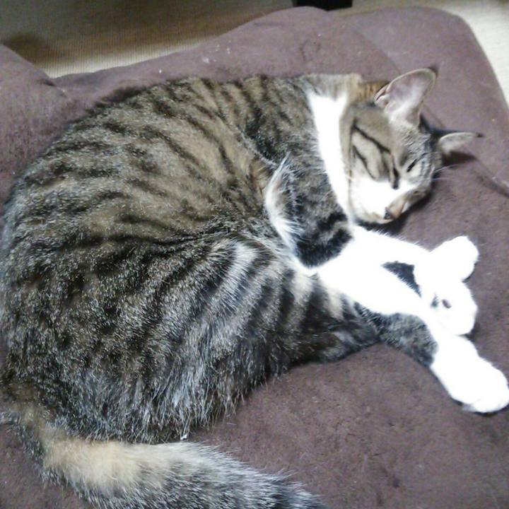 Fc3855de 3c55 4dea 8f06 ee6adcf336b1