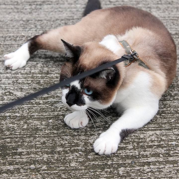 Fc3a636d 9001 430d babe 7136f09123a2