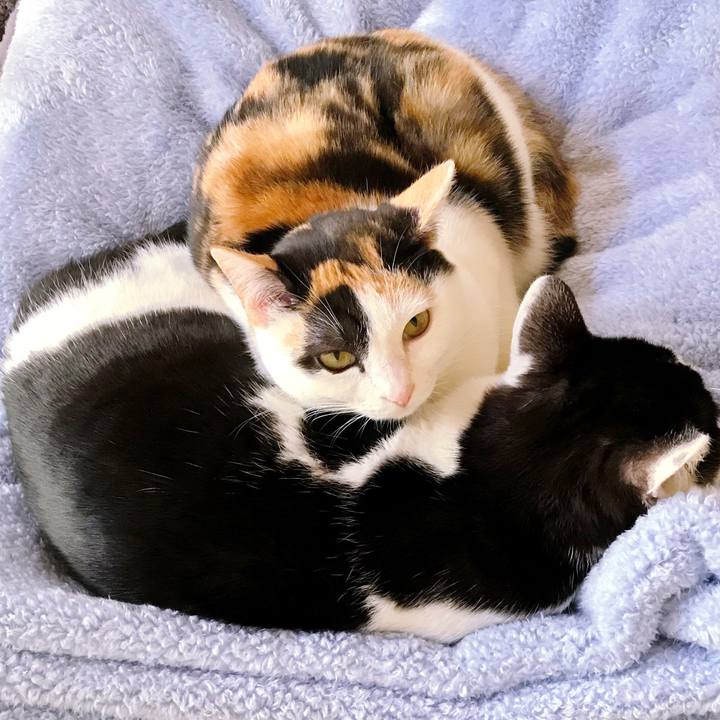 Fc3be478 fed6 4a5c b45b 1aa05574dc32