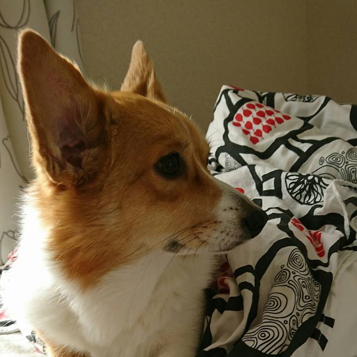 Fc3c8543 386f 453e a514 46df5bc988dc