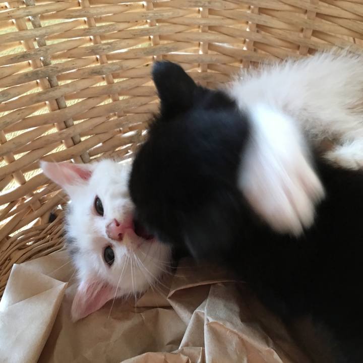 Fc4987bf 01b1 4094 8c11 47848b7bfa93