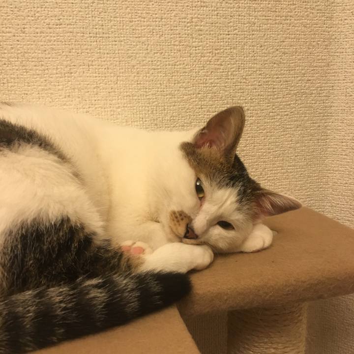 Fc4ac9bc 68c7 4eab bd95 eb2a2032d0eb