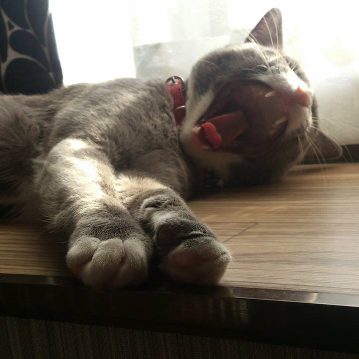 Fc4c0838 ac35 4605 bf9e ae60e077809d