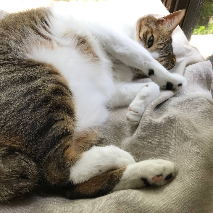 Fc4c7355 b18b 4542 bc17 792fa34c45e0