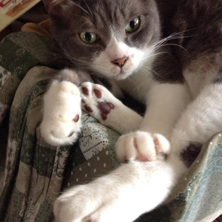 Fc4cd70f 033a 4fdb a675 7ff1ea886fbd