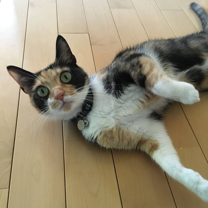 Fc4cfab6 82ca 4eac 8121 426742c4bb7f