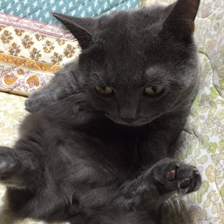 Fc4dcec6 0def 416a bdeb db59fab9b0b1