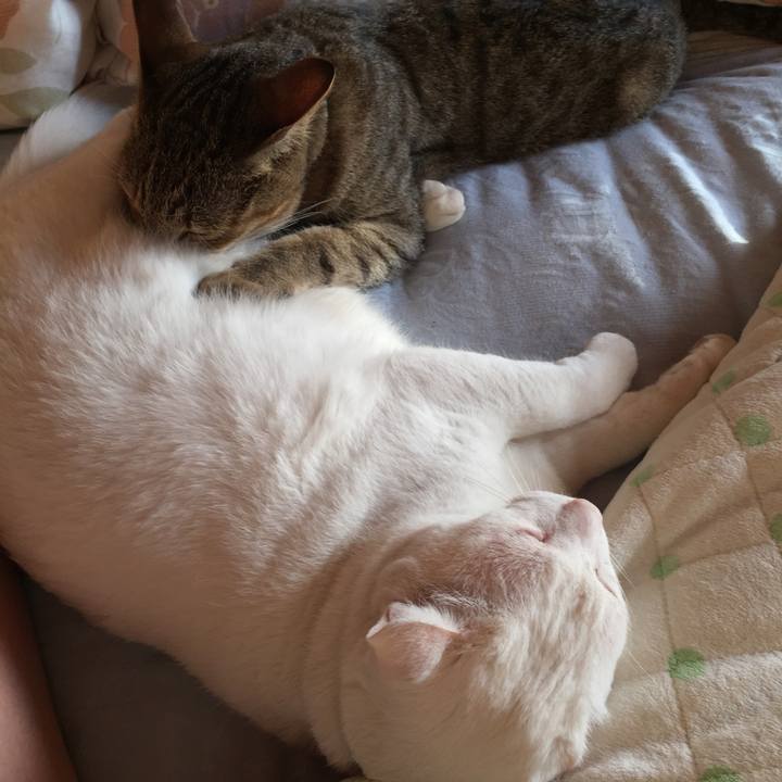 Fc52b7d3 d4a8 4bbd b286 efb6111457c4