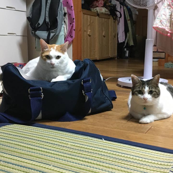 Fc5b2960 31ba 4702 af6f c8d6417f7c3c