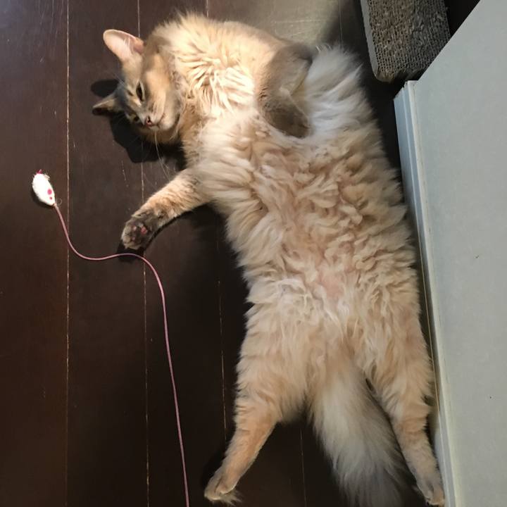 Fc5e85cc c7e1 4c98 a092 271e26422c52