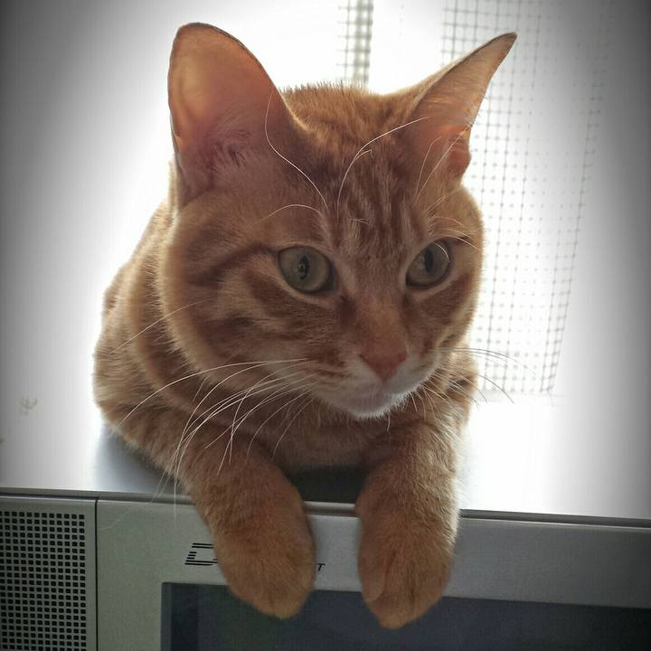 Fc67566d 40b0 456d 9ca0 e10029a3ea04