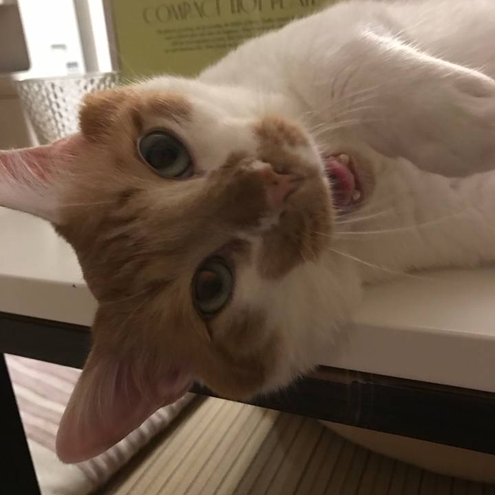 Fc67c0a3 f783 4f2e 8713 d0d9452ac682