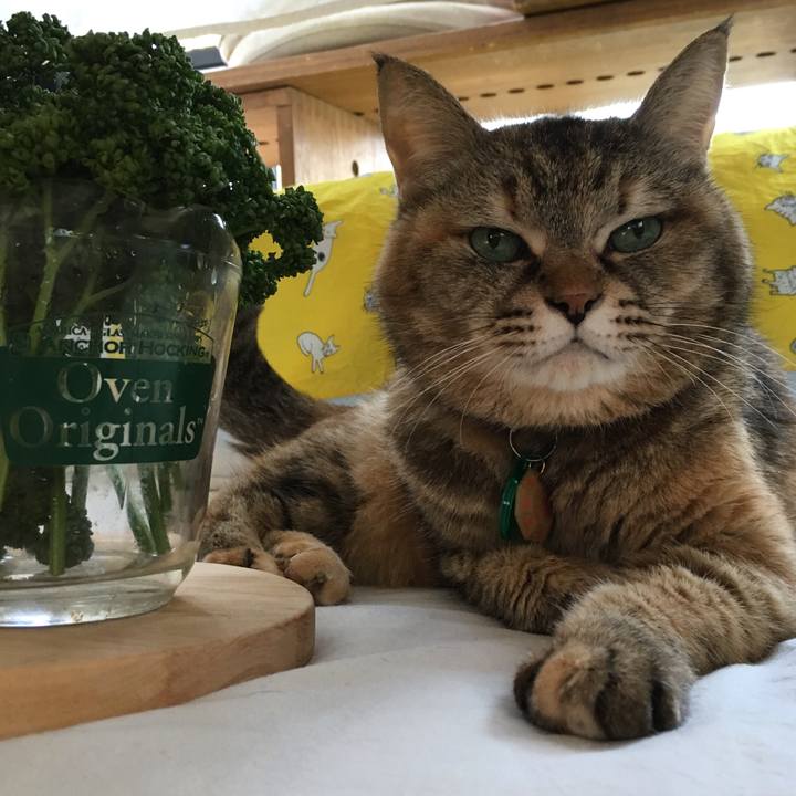 Fc6a99fe 7e76 47f5 ad49 81fc8918287e