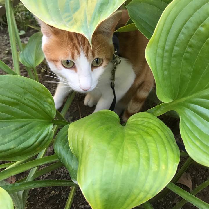 Fc6aa806 c9bd 45d6 9993 92ce3aa7f486