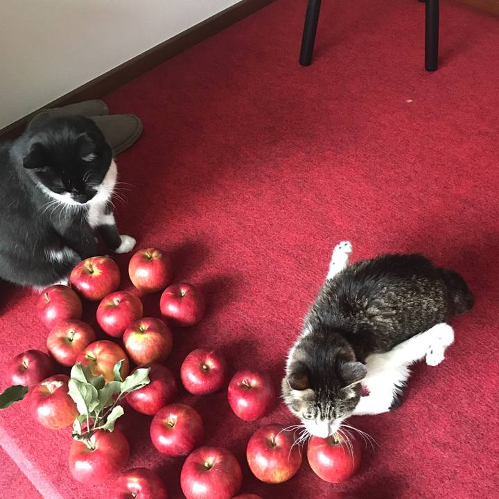 Fc6f384d a8d1 4eeb ae55 4994c47bbb80