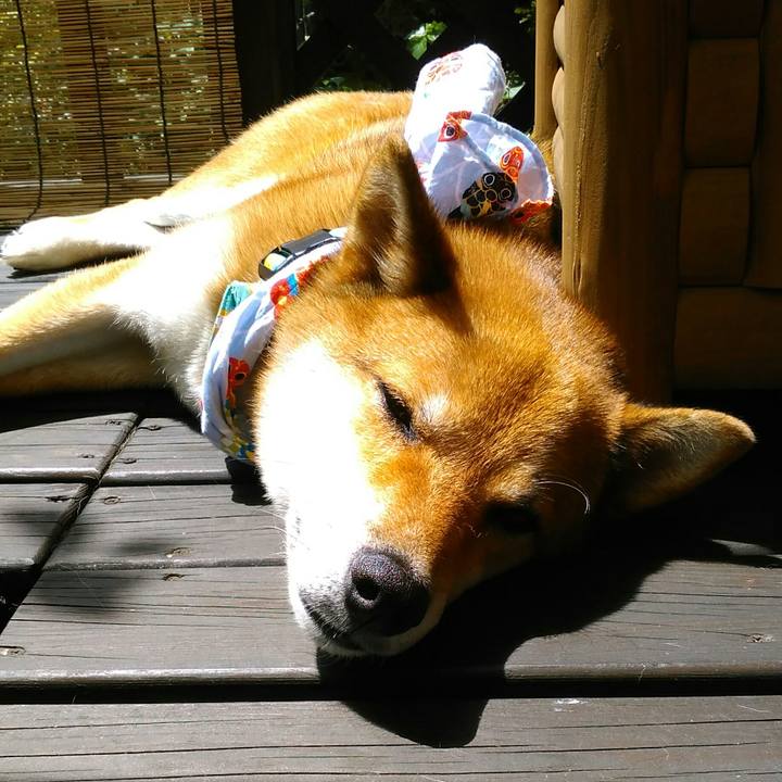 Fc74fd59 c5d0 4745 8ec2 a73e3cade85c