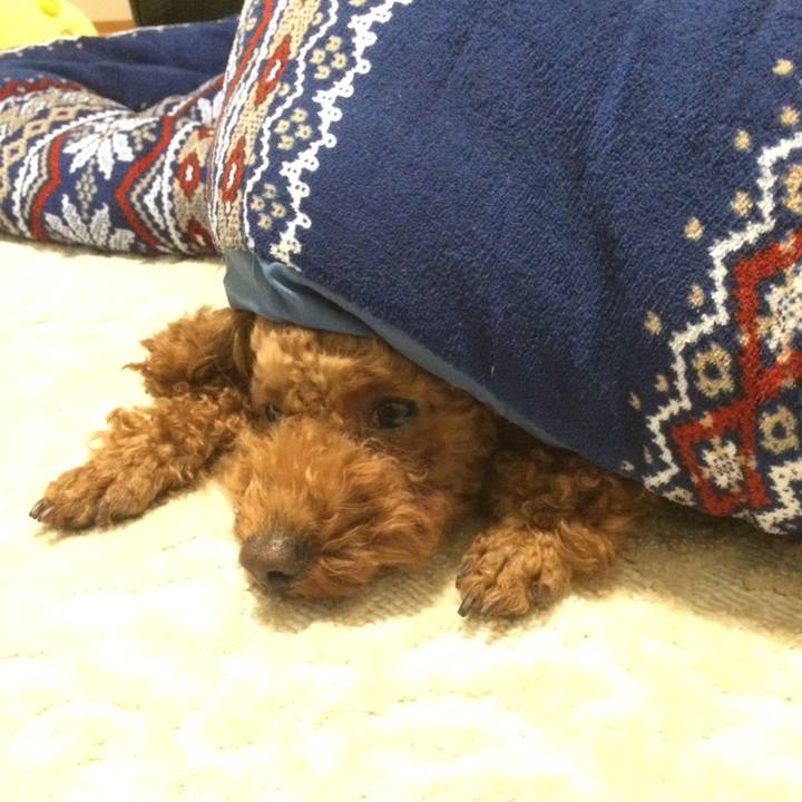 Fc761662 dee9 4aec 9d45 4b30298dac55