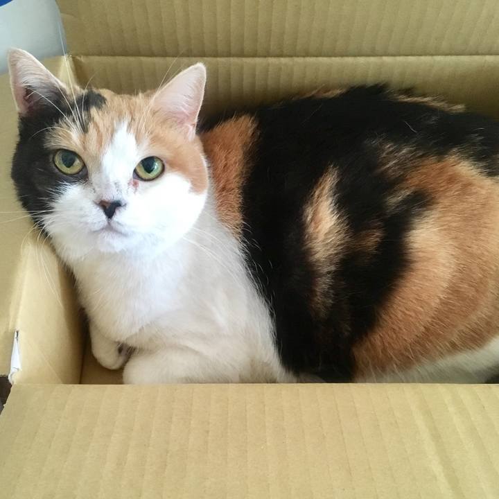 Fc78226b 2b9d 4dc0 86a5 62c23bc3b987